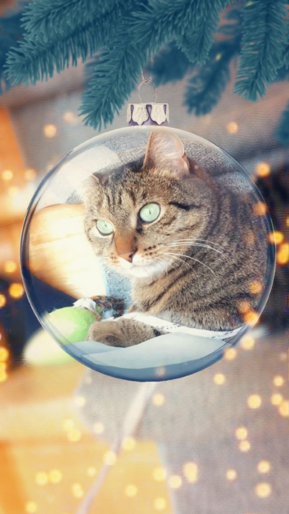 Ca grandit trop vite ce chat la