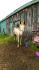 Mon cheval 