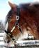 Ma jument Clydesdale Gaïa!