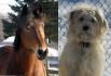 Mes deux amours Candy et Chelsea 