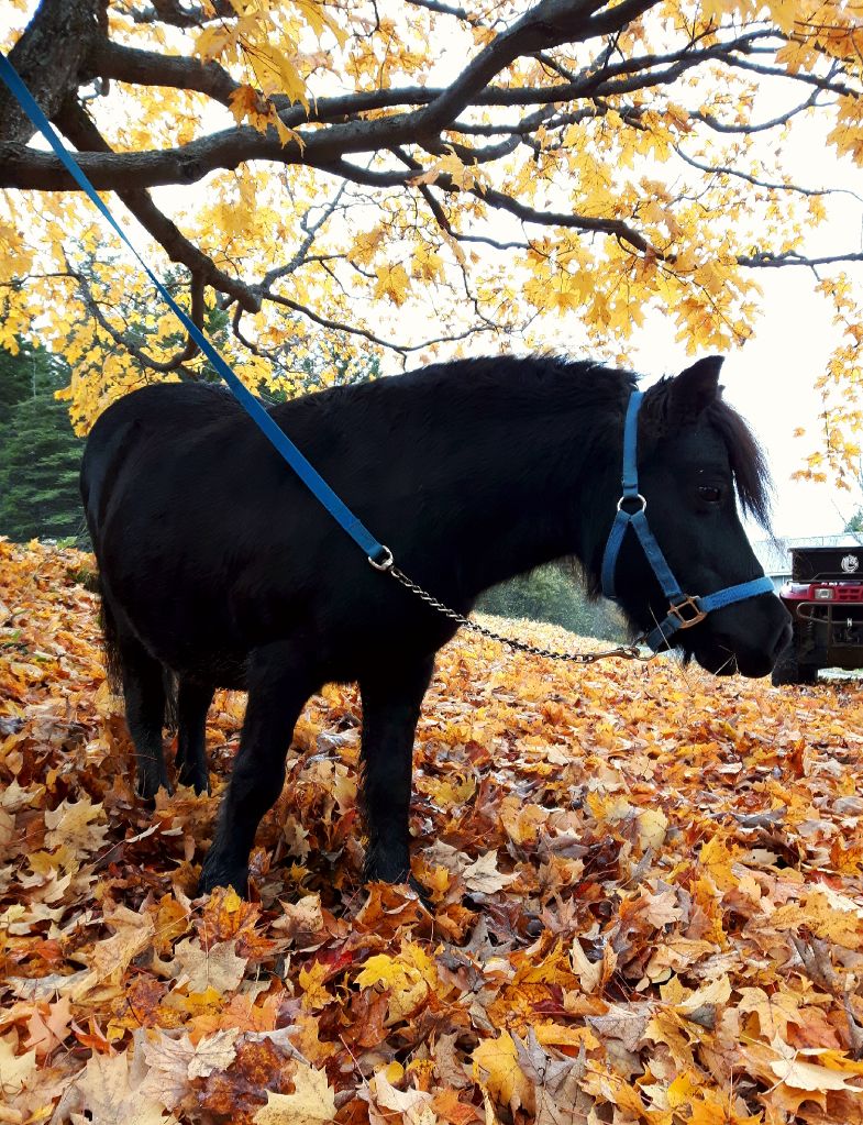 Poney, licou, pâturage. le beau petit Budlight !