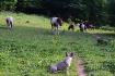 Poneys sous haute surveillance !