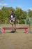 Gaïa, jument Clydesdale de 7 ans! 