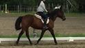 Timba en trot