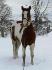 Notre beau Fire's on Jameson, 3 ans, 16,1 mains
