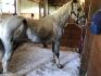 Un hongre appaloosa gris dans un box