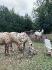 Chevaux tachetés qui mangent du foin dans un enclos extérieur