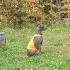Un chien portant un gilet orange