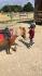 poney en laisse