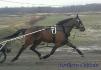 Un cheval attelé au trot