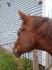 Profil de la tête d'un cheval