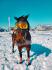 Photo comique d'un cheval portant des lunettes de ski