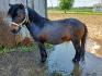 Horsewash ! Horsewash !