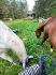 #ste-sophie #laurentides #pleineair #chevaux 