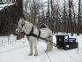Enfin, la saison pour le sleigh est commencée. :D