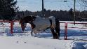 Vive la neige qui nettoie les chevaux cracra.