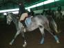 Élyse sur Euréka un thoroughbred qui a fini poney...