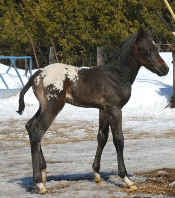 Poulain, appaloosa. Noah, poulain appaloosa