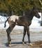 Noah, poulain appaloosa