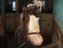 Mon étalon poney