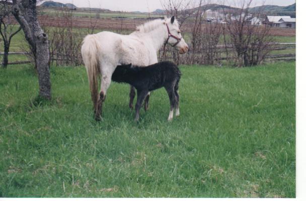 Poney. Ma première ponette avec sa petite