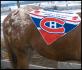 GO HABS GO