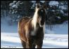 Ah ben regardez moi dont qui viens nous voir!!!...