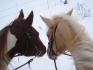 Sheina & Arrow, Vous êtes trop belles(L)