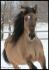 La sublimissime Ice Storm au galop, la jument de...