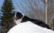 En parlant de Border Collie... Voici KodiaK! Ou Ti-bisscuiit...