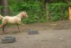 Tanoura en plein galop