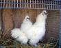 Je vous présente mon nouveau couple de poule soyeuse. C'est ma...