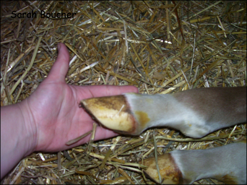 Le pied du poupou après à peine 14hrs
