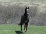 Za le cheval qui court plus vite que son ombre..lol