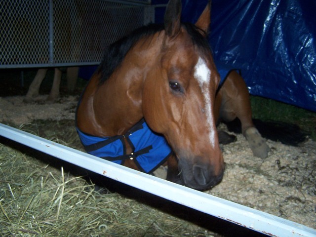 Chopin qui est fait une petite sieste samedi soir au Ranch des...