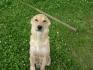 cest mon fidel chien et l ami de mes fille elle leur liche meme...