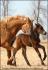 22 mars 2006 - B&eacute;b&eacute; &Eacute;quinoxe le lendemain de sa...
