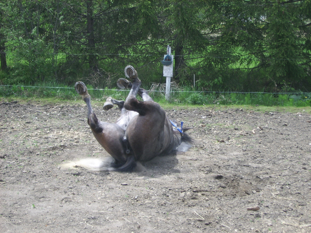 Pouliche. Kin moi aussi ma Pouliche quise roule ... lol