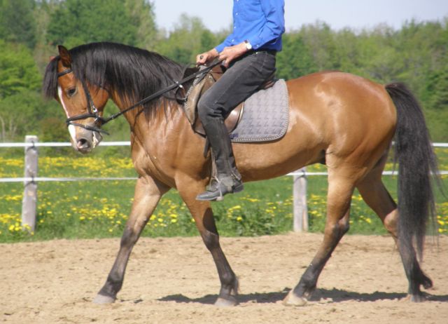 Dressage, poil. Henri pendant son dressage...il a le poil tout brillant!
