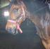 Spirit qui en sue une shot......elle n'est pas...
