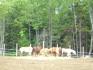 IL N'Y A PAS DE MAUVAIS CHEVAUX,,,,,,,Y'A DES MAUVAIS COWBOY!!!!!