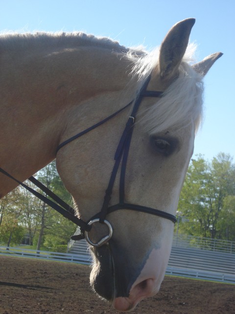 le grros milou lol
