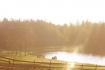 Au petit matin.... Chevaux Haflinger au repos a...