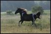 Jazz qui fait son galop matinal le matin. Cheval...