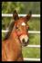 Luyana, petite pouliche appaloosa, solide, née le...