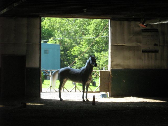 Manège. calcium dans le manège intérieur... photo prise pas moi :-P