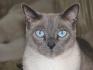 Mon beau Azur siamois blue point 6 ans