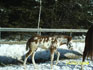 Poulain appaloosa dans la neige