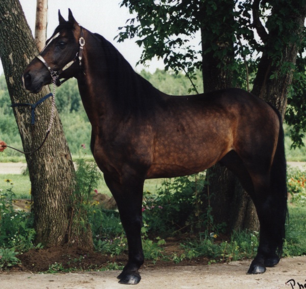 étalon, cheval canadien. Rubi étalon canadien père de la dessandance de notre élevage
