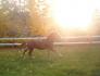 galop au coucher de soleil